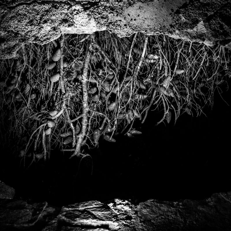 Black and white fine art photograph of tree roots emphasizing connection and decay by Eleni Onasoglou.