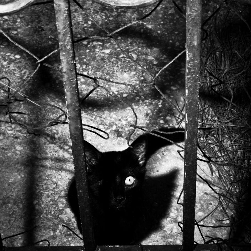 Black and white fine art photograph of a cat evoking intimacy and quiet presence by Eleni Onasoglou.