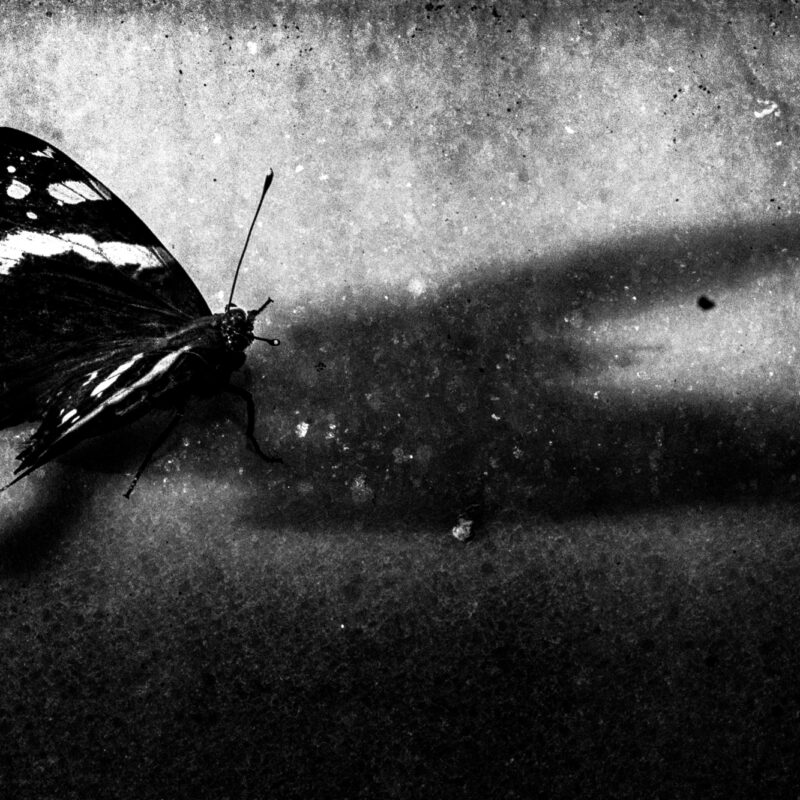 Black and white fine art photograph of a butterfly by Eleni Onasoglou.
