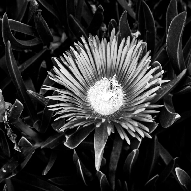 Black and white fine art photograph of a flower symbolizing fragility and impermanence by Eleni Onasoglou.