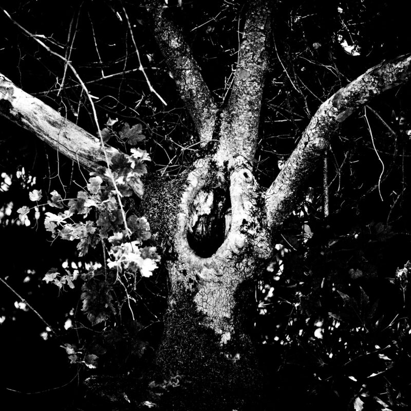 Black and white fine art photograph of a solitary tree by Eleni Onasoglou.